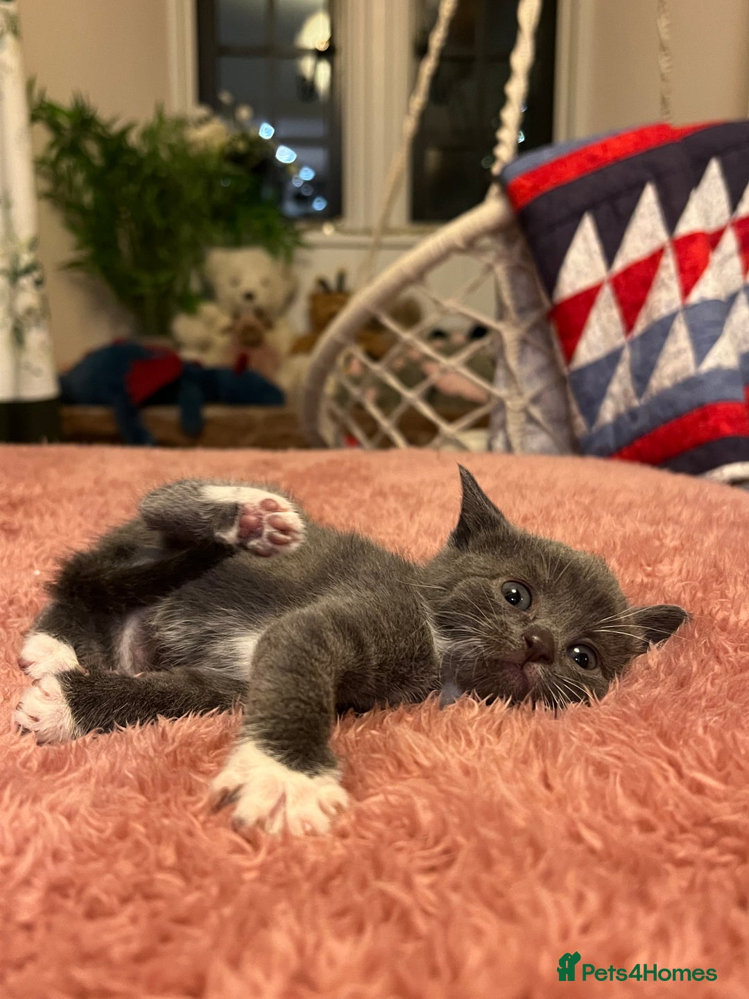 Domestic Shorthair cats for sale: Russian blue mix - Advert 4