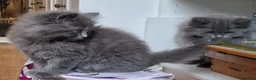 British Longhair cats for sale: Gorgeous British Blue longhair kittens - Advert 17