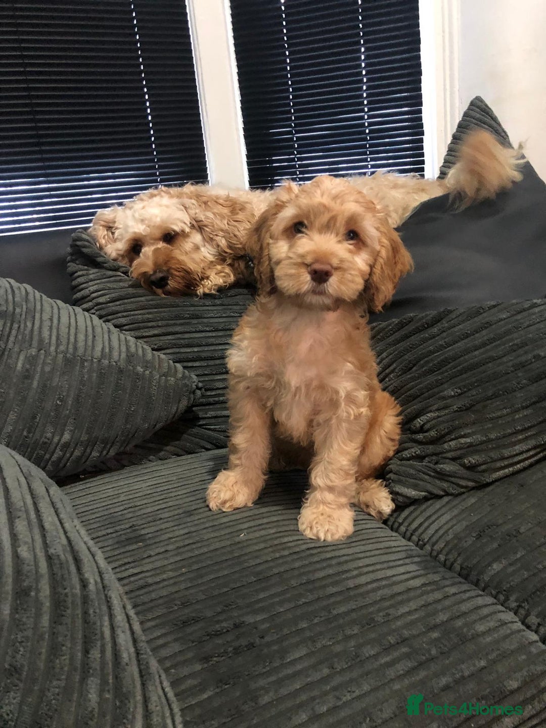 Cockapoo dogs for sale: Cockapoo  - Image 5