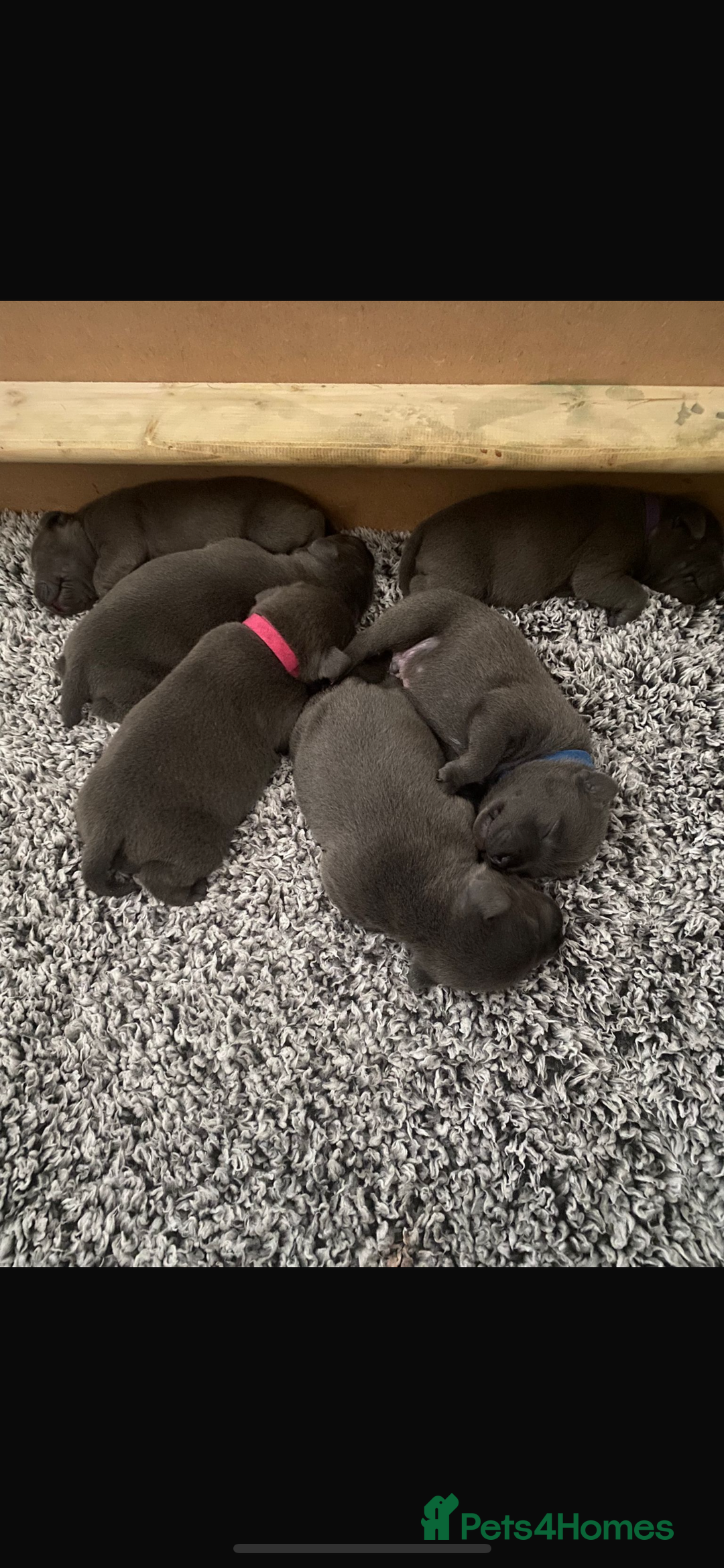 Staffordshire Bull Terrier dogs for sale: KC Registered Champion Blue Staffs for sale - Advert 3