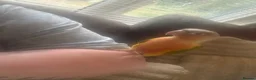 Conures birds for sale: Silly tame baby conure with cage  - Advert 7