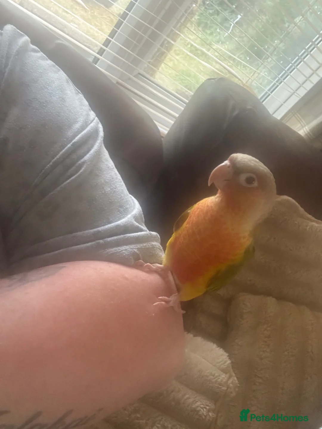 Conures birds for sale: Silly tame baby conure with cage  - Advert 7