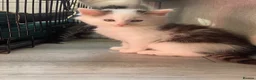 Mixed Breed cats for sale: Miss  in Yeovil - Advert 7
