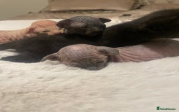 Sphynx cats for sale: Beautiful Sphynx cross orinetal kittens  - Advert 15