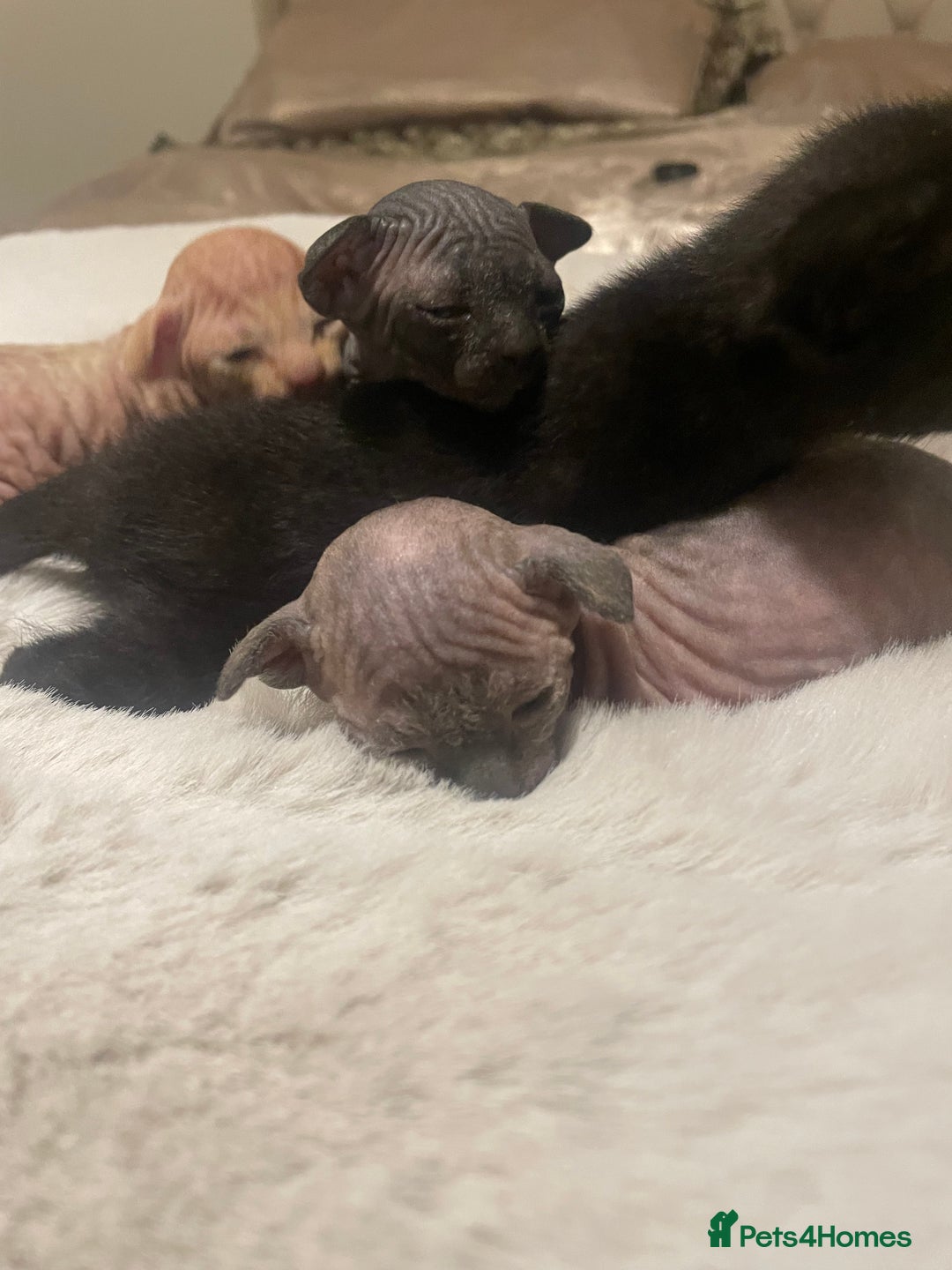 Sphynx cats for sale: Beautiful Sphynx cross orinetal kittens  - Advert 15