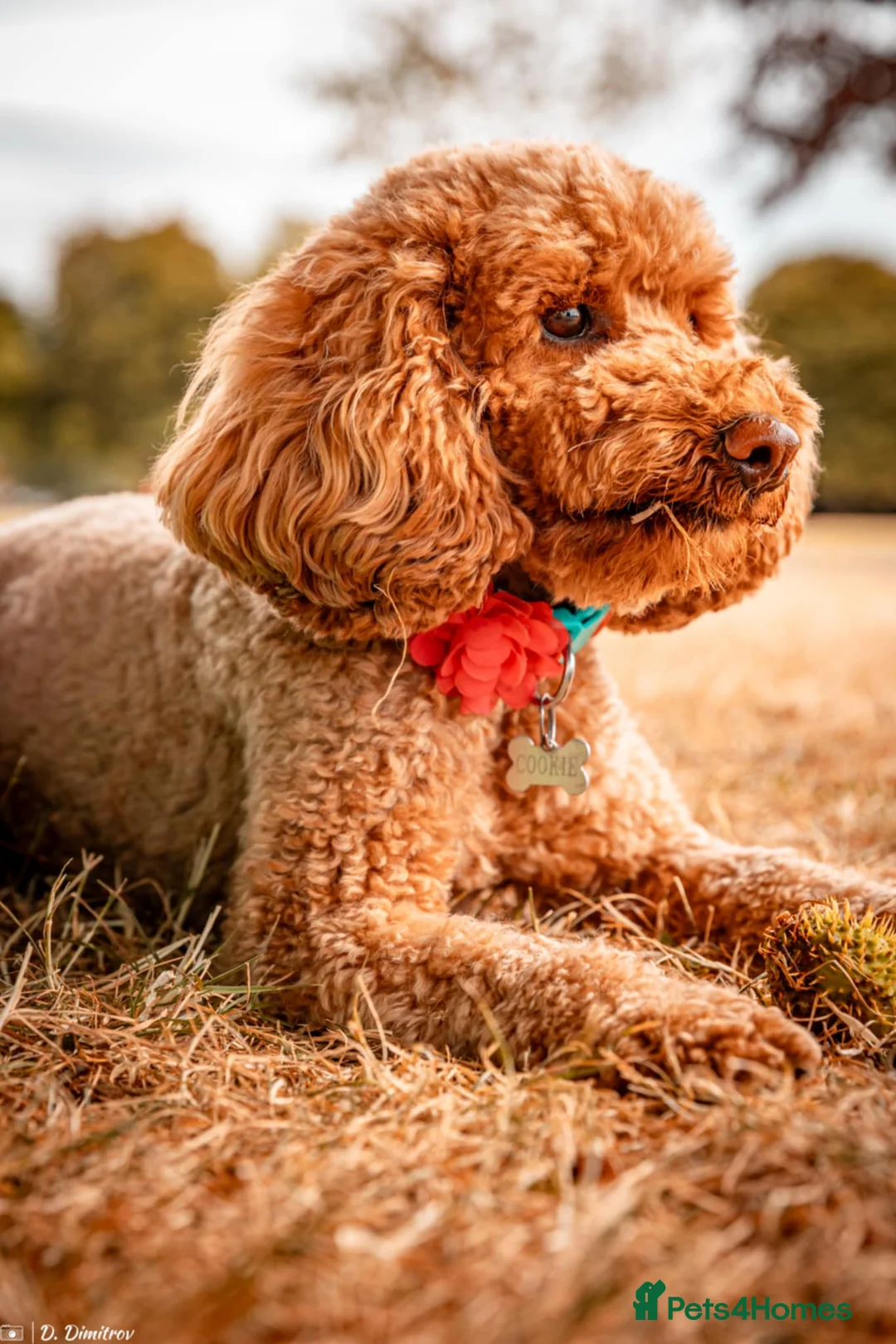Cockapoo dogs for sale: Rehoming lovely Cockapoo  - Advert 2