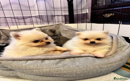 Pomeranian dogs for sale: Gorgeous Pomeranian puppies - Image 3