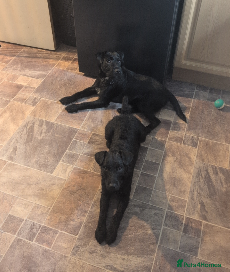 Patterdale Terrier dogs 2 bonded male Patterdales  - Advert 16
