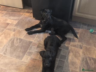 Patterdale Terrier dogs 2 bonded male Patterdales - Advert 11