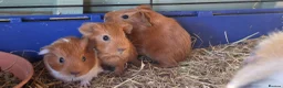 Guinea Pig rodents for sale: I have some teddy cross babies available 2 reserve - Advert 2