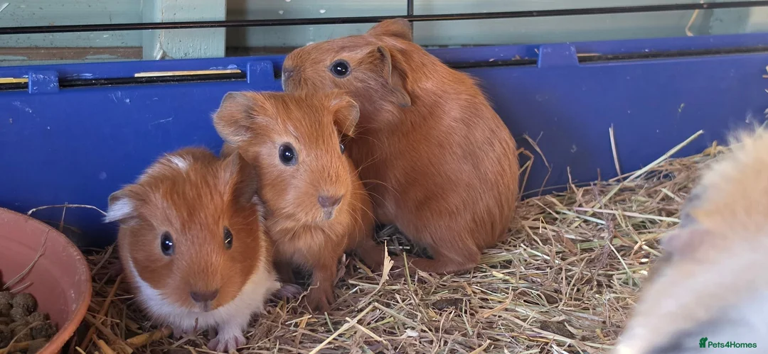 Guinea Pig rodents for sale: I have some teddy cross babies available 2 reserve - Advert 2