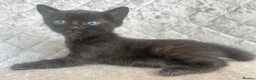 Bengal cats for sale: Gorgeous litter of TICA registered bengal kittens  - Advert 27