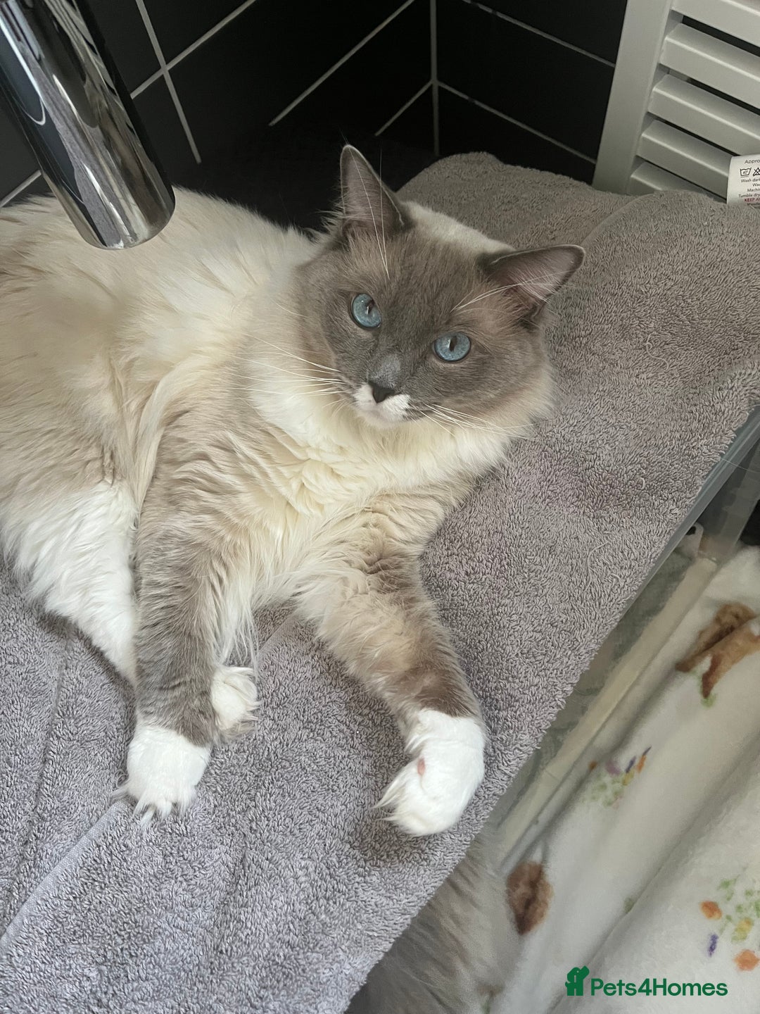 Ragdoll cats for sale: Stunning Bluepoint Ragdoll kittens!  - Image 8