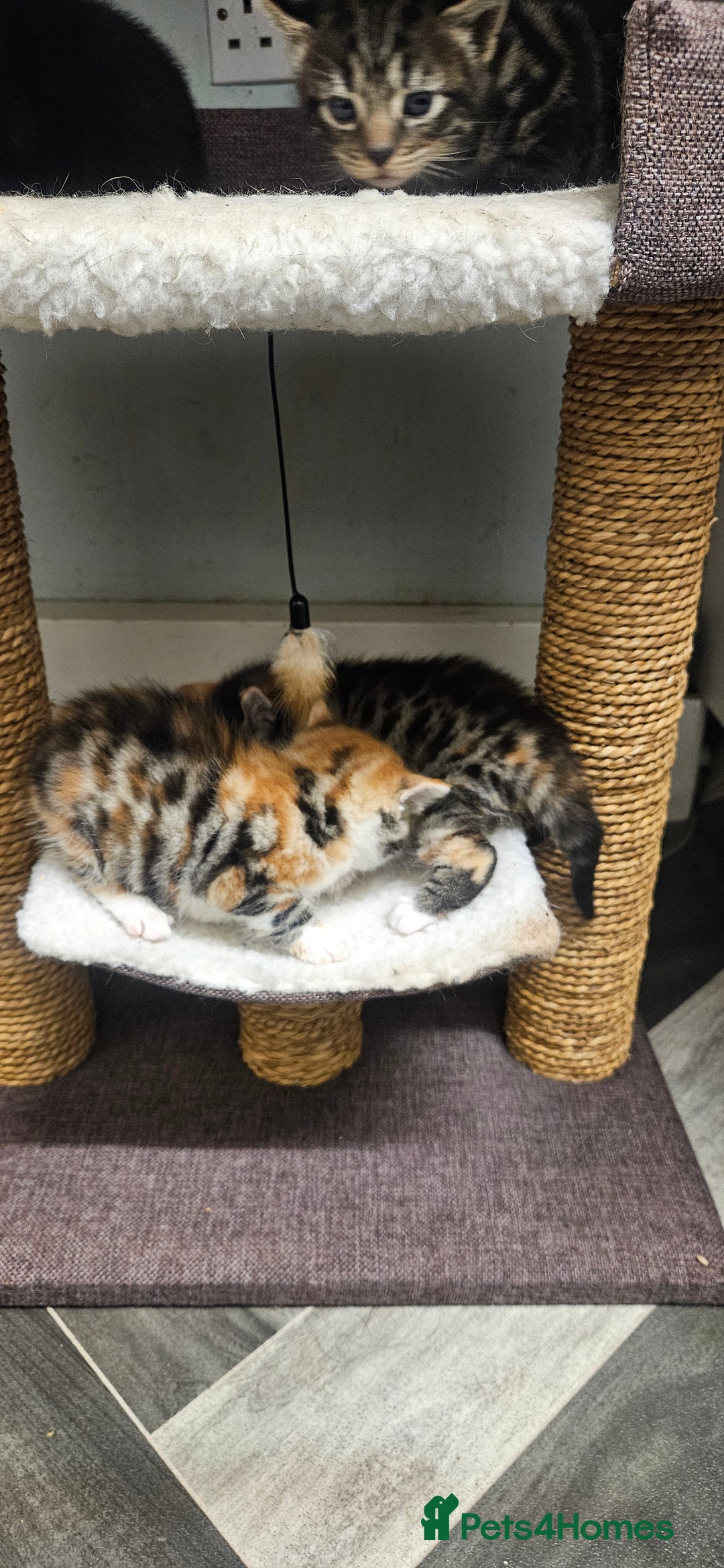 Bengal cats for sale: Kittys:Bengal+British parents  - Advert 22