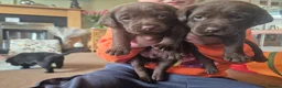 Labrador Retriever dogs for sale: KC Registered Labrador Puppies - Advert 8