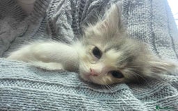 Ragdoll cats for sale: Ragdoll X  - Image 3