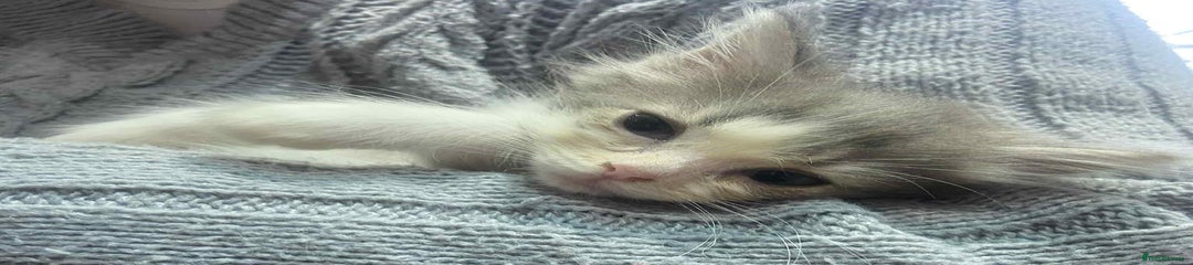 Ragdoll Kitten 1