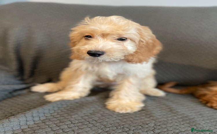 Cockapoo dogs - Advert 1