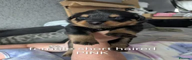 Rottweiler 4