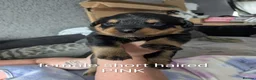 Rottweiler dogs for sale: Long and short hair chunky rotties  - Advert 4