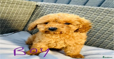 Miniature Poodle dogs - Advert 1