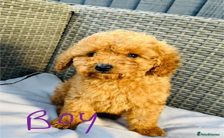 Miniature Poodle dogs - Advert 3