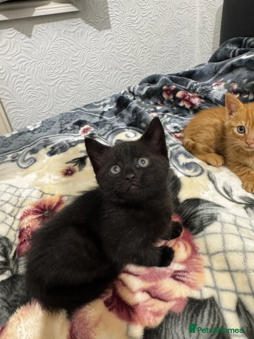 Mixed Breed cats for sale: Kittens for sale!  - Advert 2