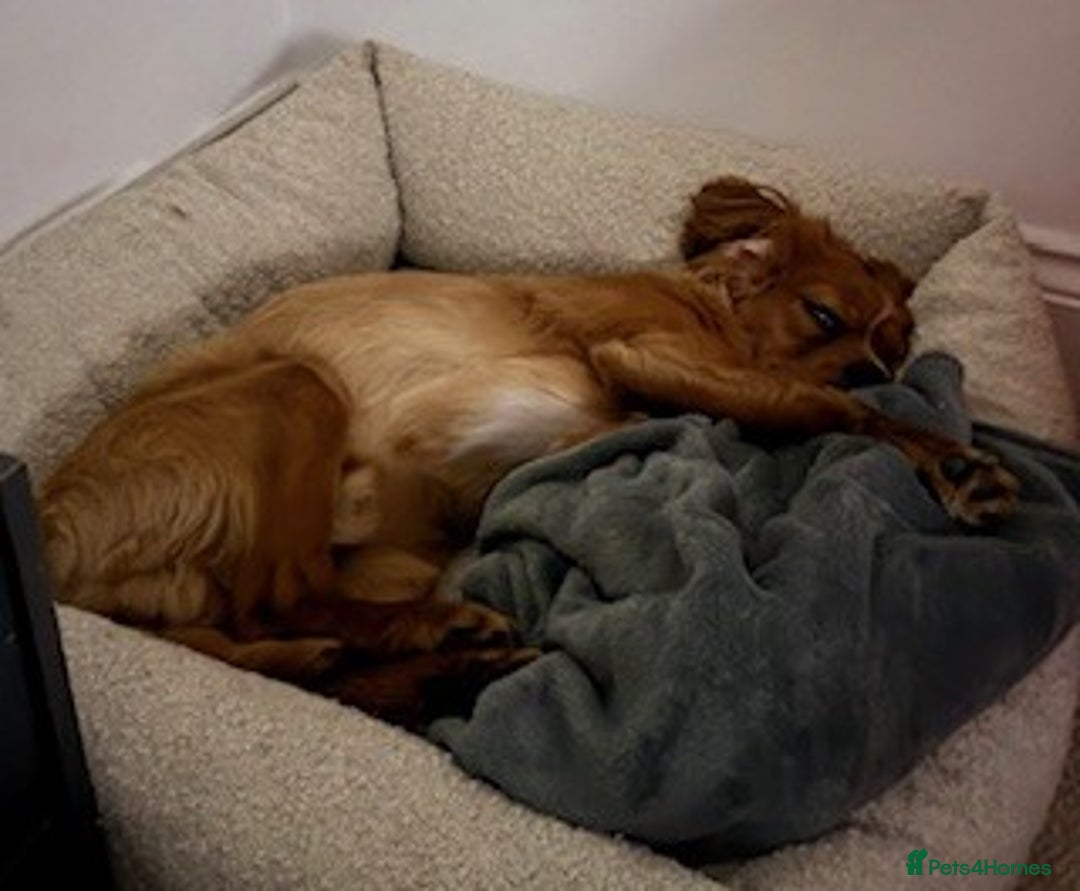 Cavalier King Charles Spaniel dogs for sale: Beautiful 1-Year-Old King Charles Cavalier  - Image 6