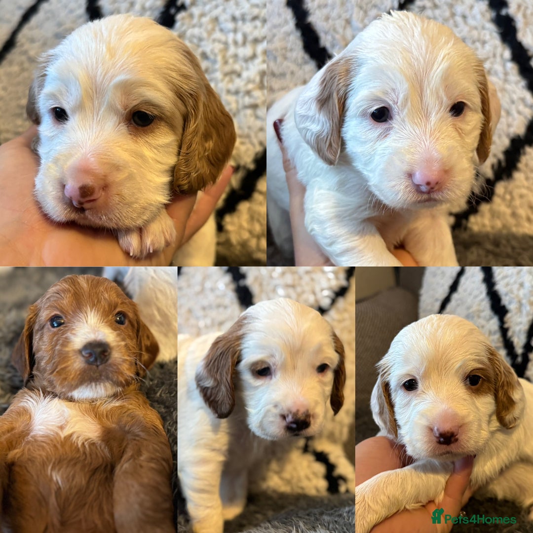 Cockapoo dogs for sale: Two gorgeous F2b Cockapoo girls left  - Advert 25