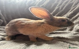 English rabbits for sale: Female Rabbit - Image 3