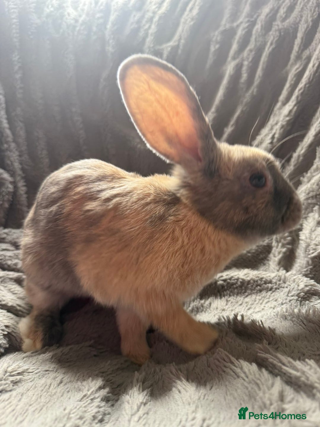 English rabbits for sale: Female Rabbit - Image 3