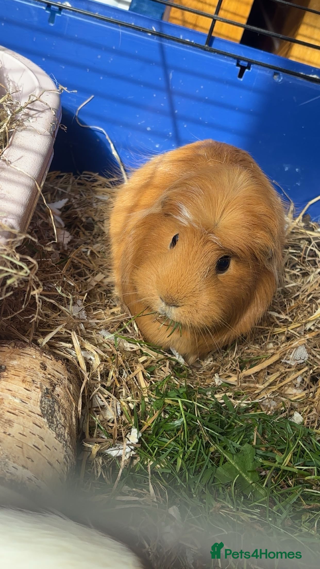 Guinea Pig rodents Two female guinea pigs £30 each - Advert 20