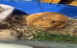 Guinea Pig rodents for sale: Two female guinea pigs £45 each - Image 1