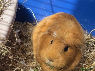 Guinea Pig rodents for sale - Advert 1