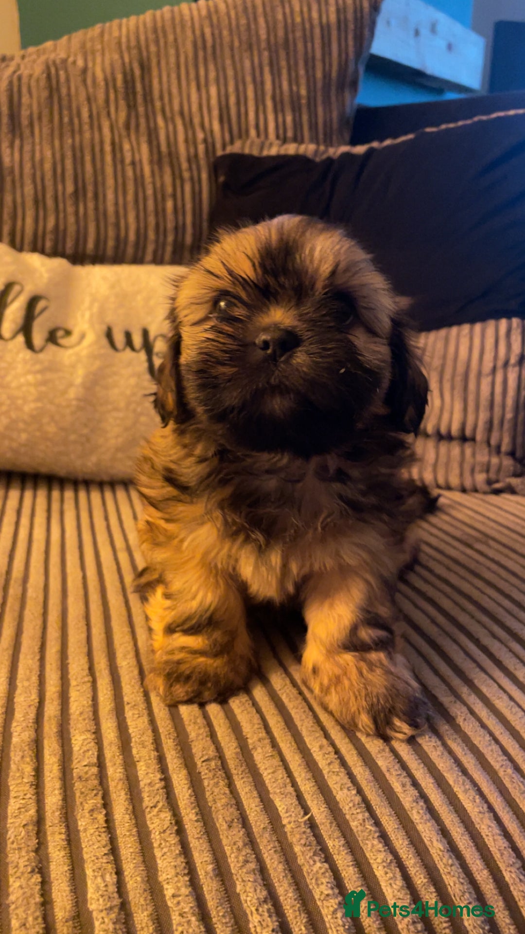 Shih Tzu dogs for sale: 6 week old Shih tzu puppies  - Advert 5