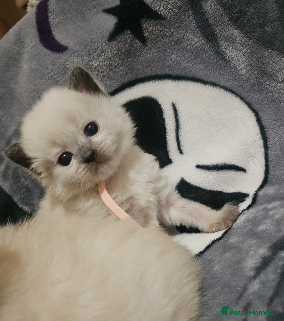 Ragdoll cats for sale: 5 Beautiful Ragdoll kittens for sale 💞 - Advert 12