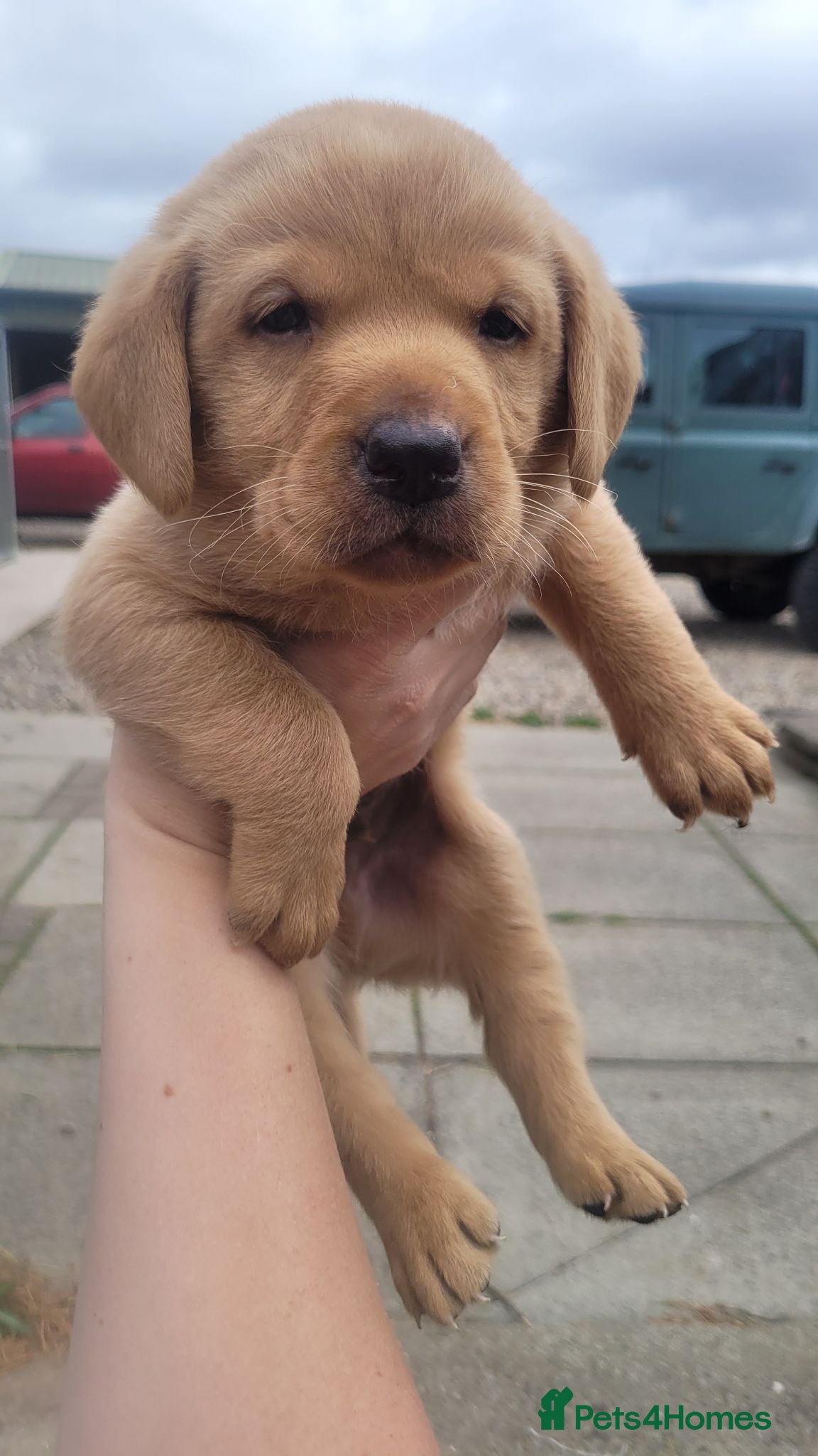 Labrador Retriever dogs Labrador puppies looking new homes 🐾 - Advert 18