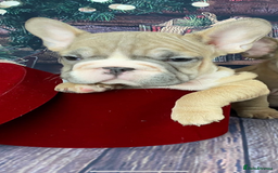 French Bulldog dogs for sale: Full ** French bulldog  - Image 4