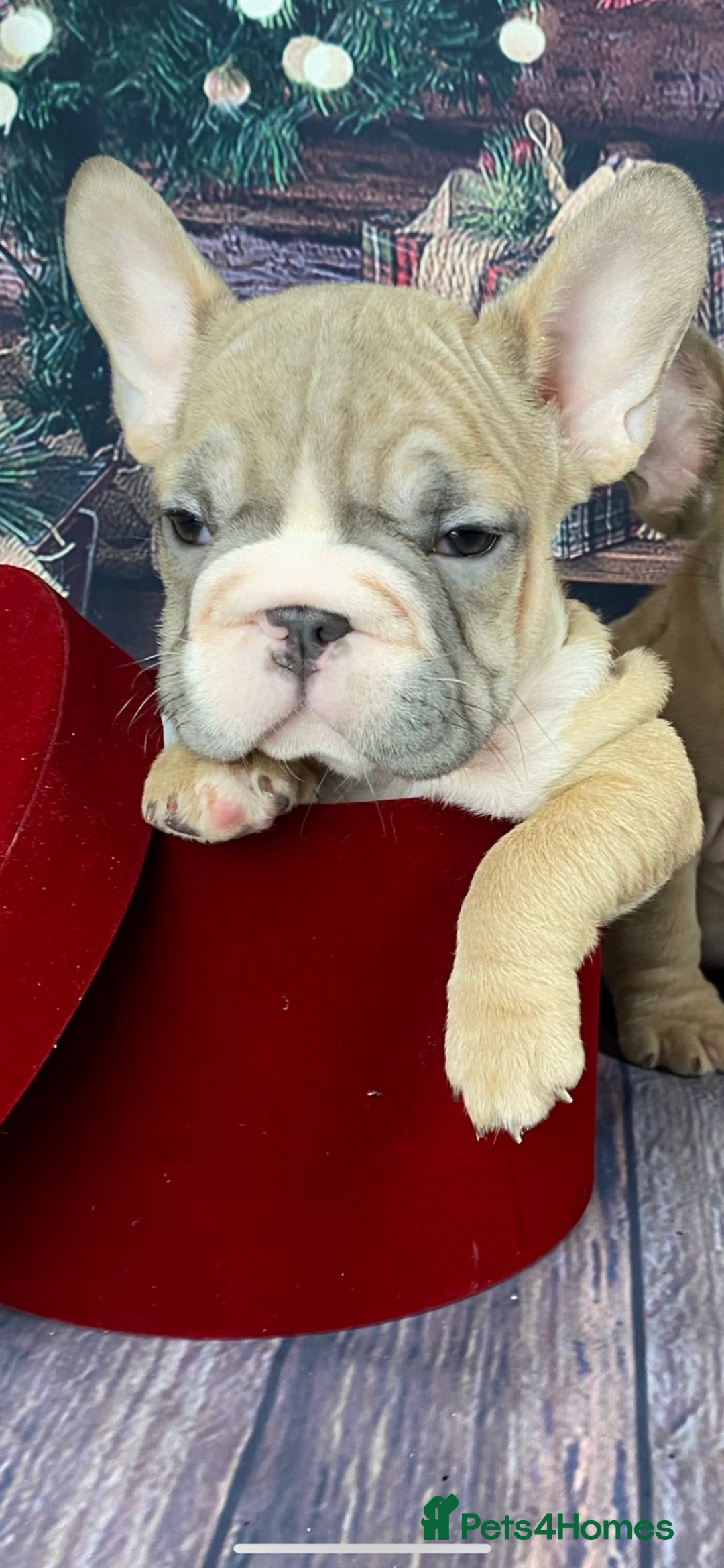 French Bulldog dogs for sale: Full ** French bulldog  - Image 4
