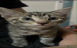 Domestic Shorthair cats for sale: 2 beautiful male kittens - Image 6