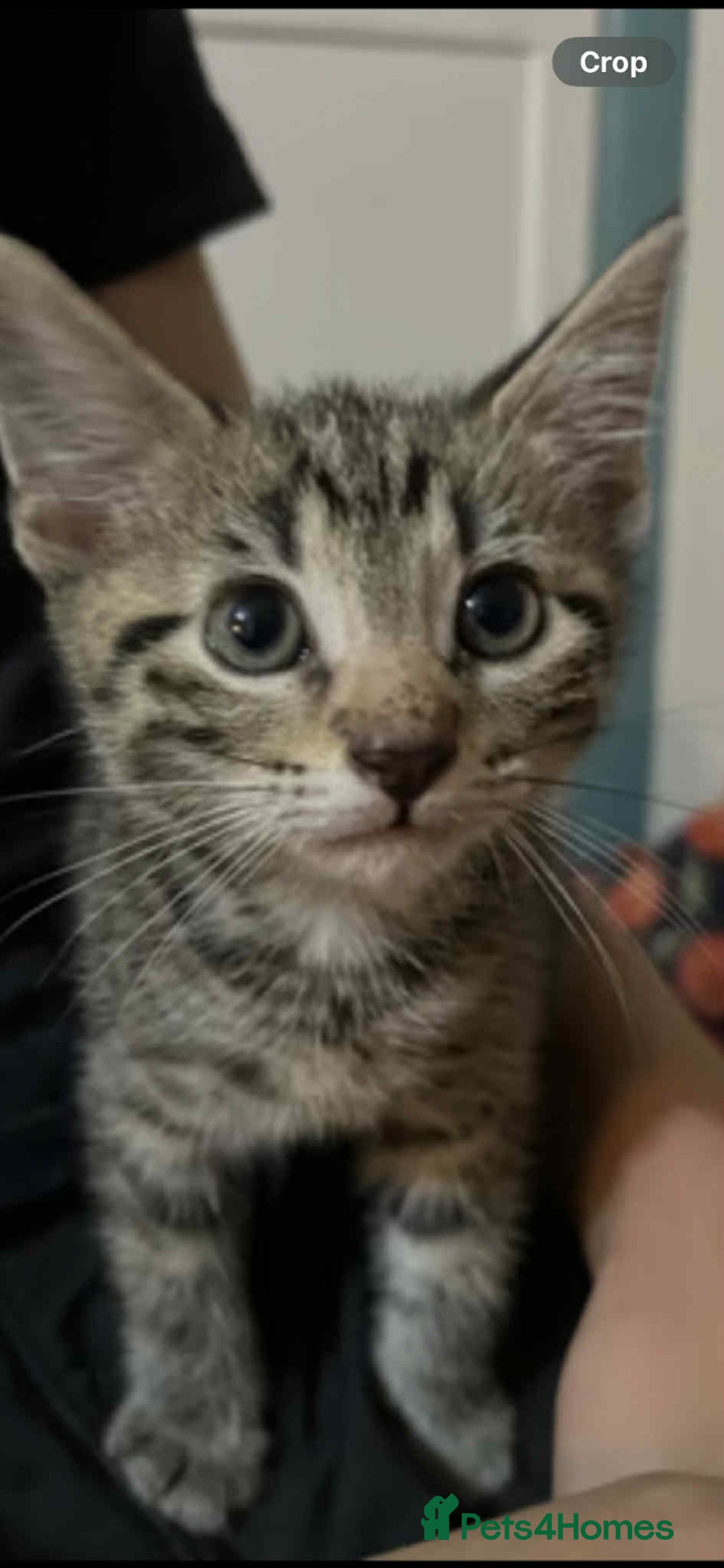Domestic Shorthair cats for sale: 2 beautiful male kittens - Image 6