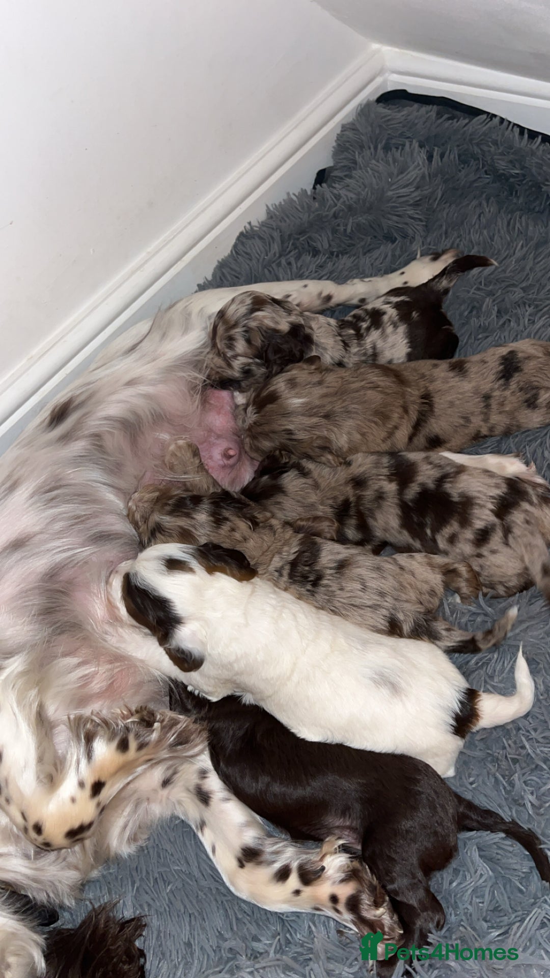 Cockapoo dogs for sale: Cocker Spaniel x Cockapoo Puppies - Advert 10