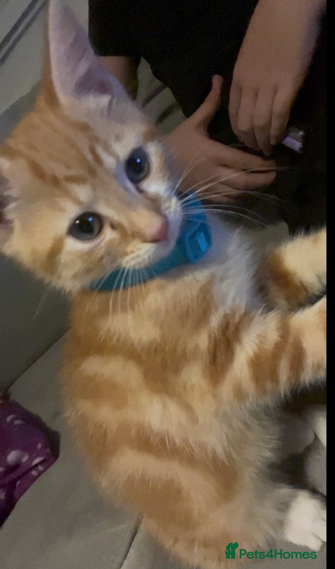 Mixed Breed cats for sale: Free Ginger male kitten  - Advert 2