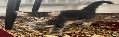 Domestic Shorthair 4