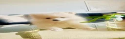 Pomeranian dogs for sale: Adorable little pom-poms looking new parents - Advert 3