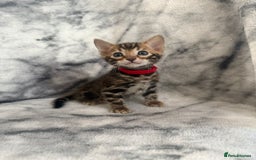 Bengal cats for sale: 🏡Gorgeous Bengal Kittens–Ready for Reservation 🐾 - Image 27