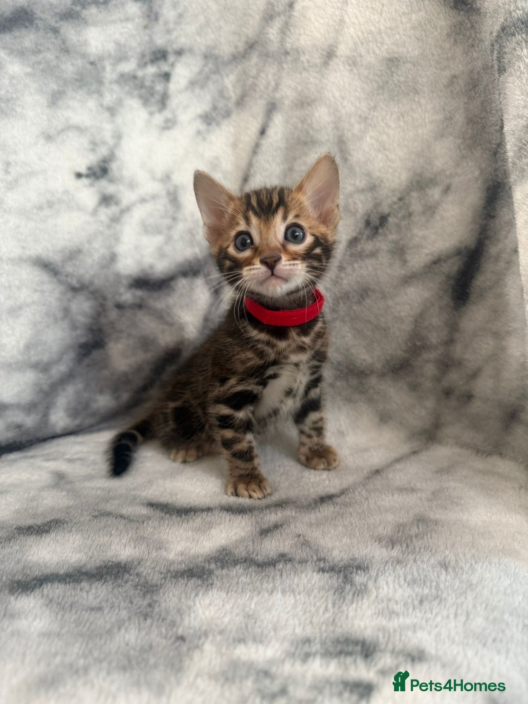 Bengal cats for sale: 🏡Gorgeous Bengal Kittens–Ready for Reservation 🐾 - Image 27