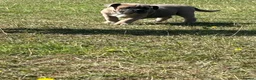 Olde English Bulldogge dogs for sale: Olde English bulldoggie  puppy’s 🎀 - Advert 8