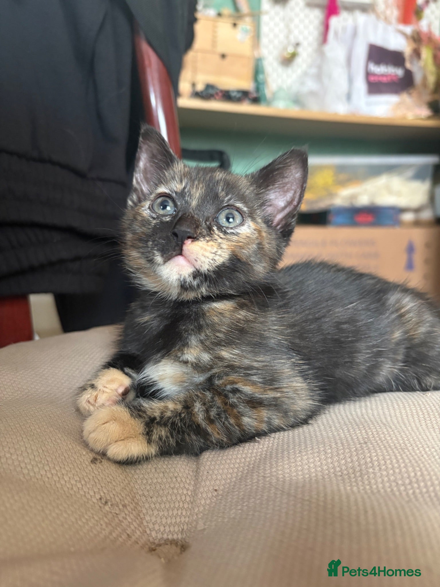 Mixed Breed cats Adorable kittens ready for loving homes - Advert 2