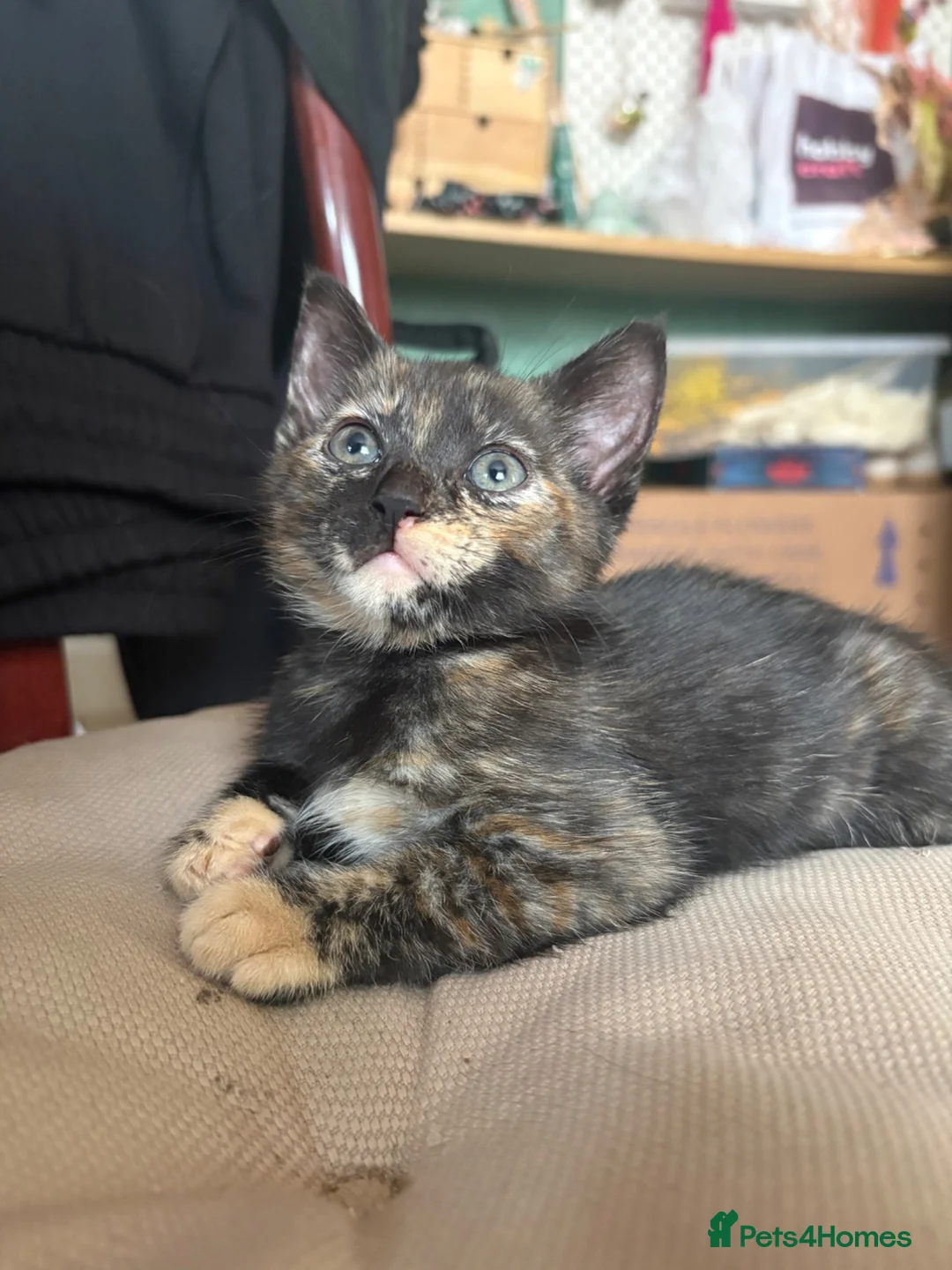Mixed Breed cats for sale: Adorable kittens ready for loving homes - Advert 2
